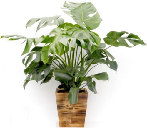 桜皮細工 長盆（欅材の桜皮貝入鉄仙）＆ 桜皮細工角鉢 2個セット